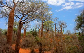 بابا الفاتيكان يطلق نداء لوقف 'انحسار الغابات' في مدغشقر