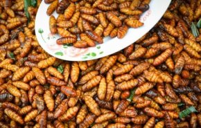 بالصور... افتتاح أول مطعم بجنوب أفريقيا يقدم وجبات من الحشرات فقط