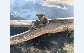 لقطات محزنة لكوالا تحاول حماية صغيرها من حرائق الغابات
