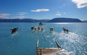 كلاب القطب الشمالي تفقد عملها الأساسي والسبب.. 