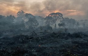 إندونيسيا تغلق 30 شركة بسبب حرائق الغابات