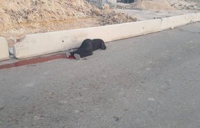 شاهد.. إصابة امرأة فلسطينية برصاص الاحتلال على حاجز قلنديا