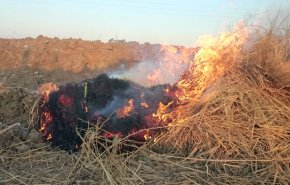 مصر تستخدم الأقمار الصناعية لرصد وكشف أماكن حرق قش الأرز