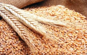 الحكومة السورية تحدد سعرا جديدا لكيلو القمح 