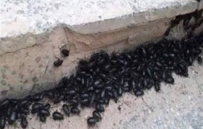 أسراب الحشرات السوداء تغزو منطقة سكنية في سنغافورة 