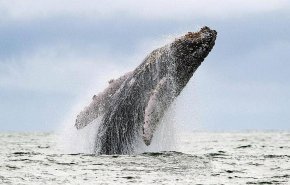 كيف تحمي الحيتان صغارها؟.. دراسة تكشف 