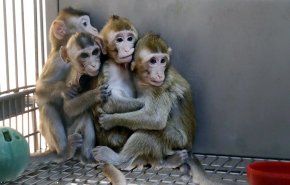 بالفيديو: مختبر ألماني 'يعذب' القردة بوحشية
