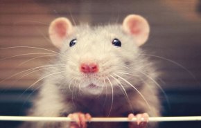 تعليم قيادة السيارة للفئران