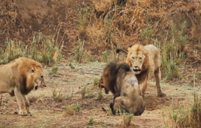 شاهد..معركة ضارية بين أسد عجوز وآخرين أرادا قتله
