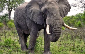بالفيديو.. فيل صغير يداعب أمه بثمار الموز