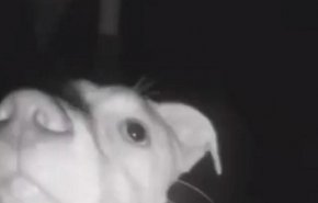 بالفيديو/ كلب ذكي يدق الجرس