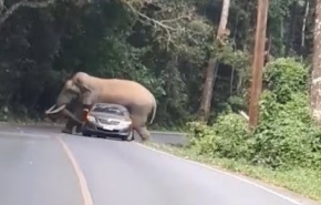 شاهد..فيل يستلقي فوق سيارة في تايلاند