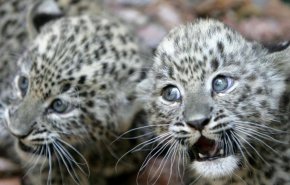 ولادة 3 نمور فارسية مهددة بالانقراض في لشبونة البرتغالية