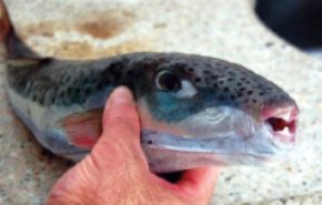 صحة اللاذقية تحذر من سمكة سامة بالاسواق
