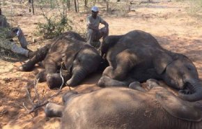 شاهد..الجفاف الشديد يفتك بالحيوانات البرية في جنوب إفريقيا 