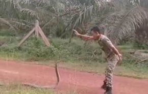 بالفيديو والصور: كيف سيطر جندي على أطول أفعى سامة في العالم؟
