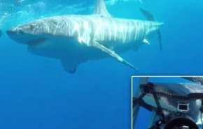 بالفيديو.. النهاية الصادمة لقرش أبيض يهاجم غواصين