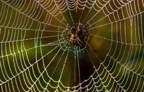 عناكب جديدة تؤدي الى تعفّن الخلايا البشرية 