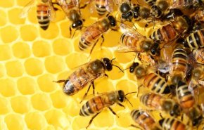 اقرأ ماذا سيحدث اذا إدرجت العسل في نظامك الغذائي؟