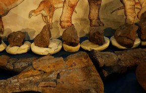 علماء يحددون سبب انقراض الديناصورات 