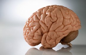 الدماغ البشري يحتاج هذا الفيتامين لتنمية القدرات العقلية