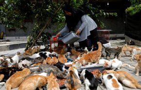 بالفيديو.. سيدة تحول منزلها ملجأ لأكثر من 250 قطة مشردة