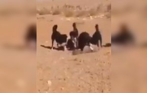 بالفيديو.. كلاب شرسة تفترس ذئباً بعد مطاردته