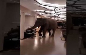 بالفيديو.. فيل ضخم يقتحم فندق والخسائر 