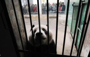 'مهمة خاصة' للشرطة الصينية مع الحيوانات ضد وباء 'كورونا'