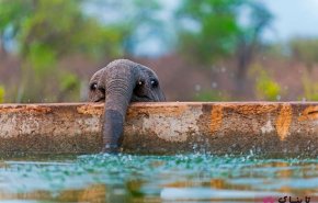 تلاش بچه فیل به دنیا آمده برای بلند شدن و راه رفتن + فیلم