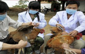 نفوق الاف الدواجن في الصين بسبب انفلونزا الطيور