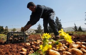 رژیم صهیونیستی مانع از صادرات محصولات کشاورزی فلسطینی‎ها می‎شود
