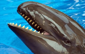 العثور على جثة 'الحوت القاتل' في البحر الأحمر (صور)