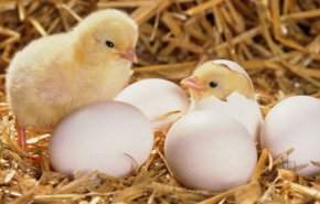 ما هو سبب ارتفاع اسعار الفروج في سوريا؟ 