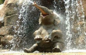 لحظات مدهشة لفيل يحاول الاستحمام... فيديو