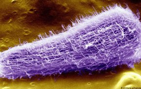 بالفيديو.. كائنات طفيلية مجهرية تلتهم ضحيتها من الداخل إلى الخارج