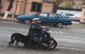 بالفيديو.. كلب يدفع كرسي صاحبه القعيد فى الشوارع