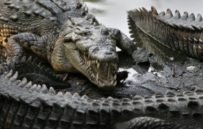 تمساح يفترس رجلا خالف حظر التجوال للحد من انتشار 'كورونا'