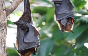 المرأة الخفاش تحذر: فيروسات أخرى من أسرة كورونا قد تنتقل لنا