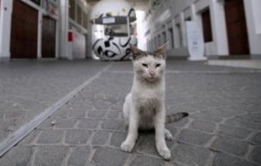 حتى القطط لم تسلم من كورونا