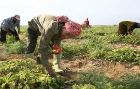 ‫ مزارعون أردنيون يحذرون من تلف المحاصيل 