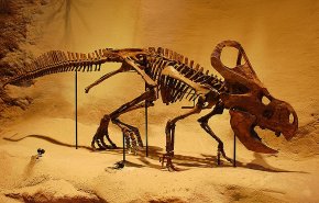 المغرب.. العثور على بقايا تيروصورات عمرها 100 مليون سنة