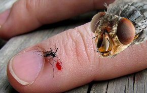في الصيف القادم.. ما امكانية نقل الحشرات مصاصة الدماء لكورونا بين الناس؟