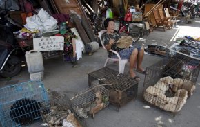 الصين تستثني القطط والكلاب من قائمة الحيوانات المباح أكلها