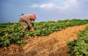 الأردن: كميات الهطول المطري تبشر بموسم زراعي جيد