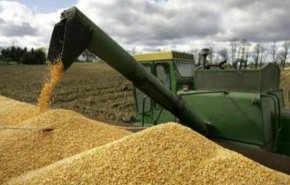 الزراعة الايرانية: مشتريات القمح المحلي تتخطى 825 الف طن