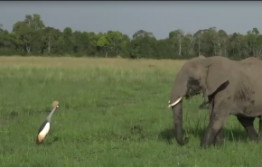 بالفيديو.. طائر يحارب مجموعة فيلة اقتربت من عشه!
