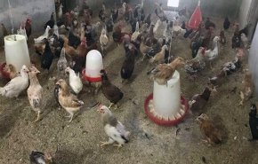 کشف آنفولانزای پرندگان در عراق