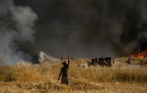 تروریست‌ها مزارع کشاورزی را در شمال سوریه به آتش کشیدند