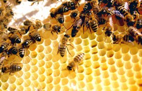 بالفيديو..رجل يعثر على 100 ألف نحلة داخل منزله